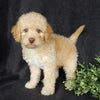 Mini Labradoodle For Sale Millersburg OH Female-Petunia