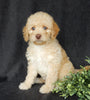 Mini Labradoodle For Sale Millersburg OH Female-Petunia