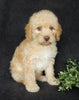 Mini Labradoodle For Sale Millersburg OH Female-Petunia