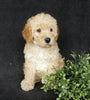 Mini Labradoodle For Sale Millersburg OH Female-Roxy