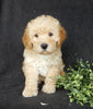 Mini Labradoodle For Sale Millersburg OH Female-Roxy