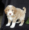 Mini Labradoodle For Sale Millersburg OH Male-Cooper