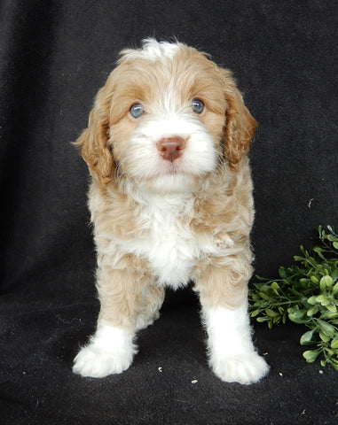 Mini Labradoodle For Sale Millersburg OH Male-Cooper
