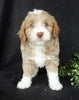 Mini Labradoodle For Sale Millersburg OH Male-Cooper