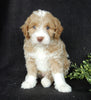 Mini Labradoodle For Sale Millersburg OH Male-Cooper