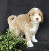 Mini Labradoodle For Sale Millersburg OH Male-Cooper