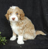 Mini Labradoodle For Sale Millersburg OH Male-Cooper
