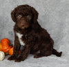 Mini Labradoodle For Sale Millersburg OH Male-Biscuit