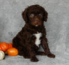 Mini Labradoodle For Sale Millersburg OH Male-Biscuit