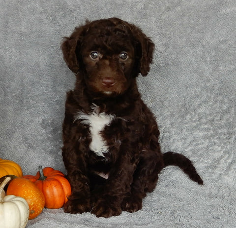 Mini Labradoodle For Sale Millersburg OH Male-Biscuit