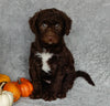 Mini Labradoodle For Sale Millersburg OH Male-Biscuit