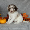 Mini Labradoodle For Sale Millersburg OH Male-Cooper