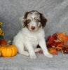 Mini Labradoodle For Sale Millersburg OH Male-Cooper