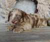 Medium F1 Labradoodle For Sale Millersburg OH Male-Denver