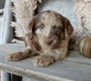 Medium F1 Labradoodle For Sale Millersburg OH Male-Denver
