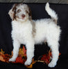 Mini Labradoodle For Sale Millersburg OH Male-Cooper