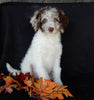 Mini Labradoodle For Sale Millersburg OH Male-Cooper