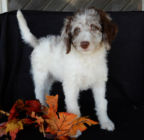 Mini Labradoodle For Sale Millersburg OH Male-Cooper