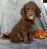 Mini F1B Labradoodle For Sale Millersburg OH Female-Bailey