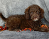Mini F1B Labradoodle For Sale Millersburg OH Female-Bailey