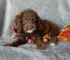Mini F1B Labradoodle For Sale Millersburg OH Female-Bailey