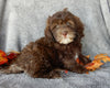 Mini F1B Labradoodle For Sale Millersburg OH Female-Beverly