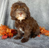 Mini F1B Labradoodle For Sale Millersburg OH Female-Beverly