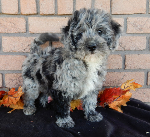 Mini F1B Labradoodle For Sale Millersburg OH Male-Blaze