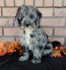 Mini F1B Labradoodle For Sale Millersburg OH Male-Blaze