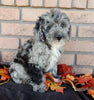 Mini F1B Labradoodle For Sale Millersburg OH Male-Blaze