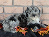 Mini F1B Labradoodle For Sale Millersburg OH Male-Blaze