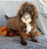 Mini F1B Labradoodle For Sale Millersburg OH Male-Bruno