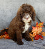 Mini F1B Labradoodle For Sale Millersburg OH Male-Bruno