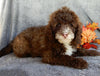 Mini F1B Labradoodle For Sale Millersburg OH Male-Bruno