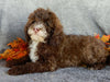 Mini F1B Labradoodle For Sale Millersburg OH Male-Bruno