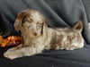 Medium F1 Labradoodle For Sale Millersburg OH Male-Denver