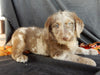 Medium F1 Labradoodle For Sale Millersburg OH Male-Denver