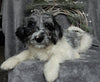 Medium F1B Labradoodle For Sale Millersburg OH Male-Benji