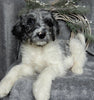 Medium F1B Labradoodle For Sale Millersburg OH Male-Benji