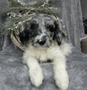 Medium F1B Labradoodle For Sale Millersburg OH Male-Benji