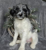 Medium F1B Labradoodle For Sale Millersburg OH Male-Benji