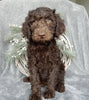 Medium F1B Labradoodle For Sale Millersburg OH Male-Brody