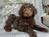 Medium F1B Labradoodle For Sale Millersburg OH Male-Brody