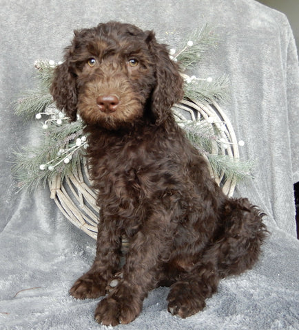 Medium F1B Labradoodle For Sale Millersburg OH Male-Brody