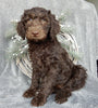 Medium F1B Labradoodle For Sale Millersburg OH Male-Brody