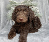 Medium F1B Labradoodle For Sale Millersburg OH Male-Brody
