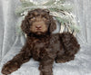 Medium F1B Labradoodle For Sale Millersburg OH Male-Brody