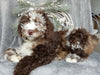 Medium F1B Labradoodle For Sale Millersburg OH Male-Barney