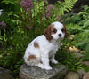 Cavalier KCS For Sale Millersburg OH Female-Lily
