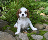 Cavalier KCS For Sale Millersburg OH Female-Lily